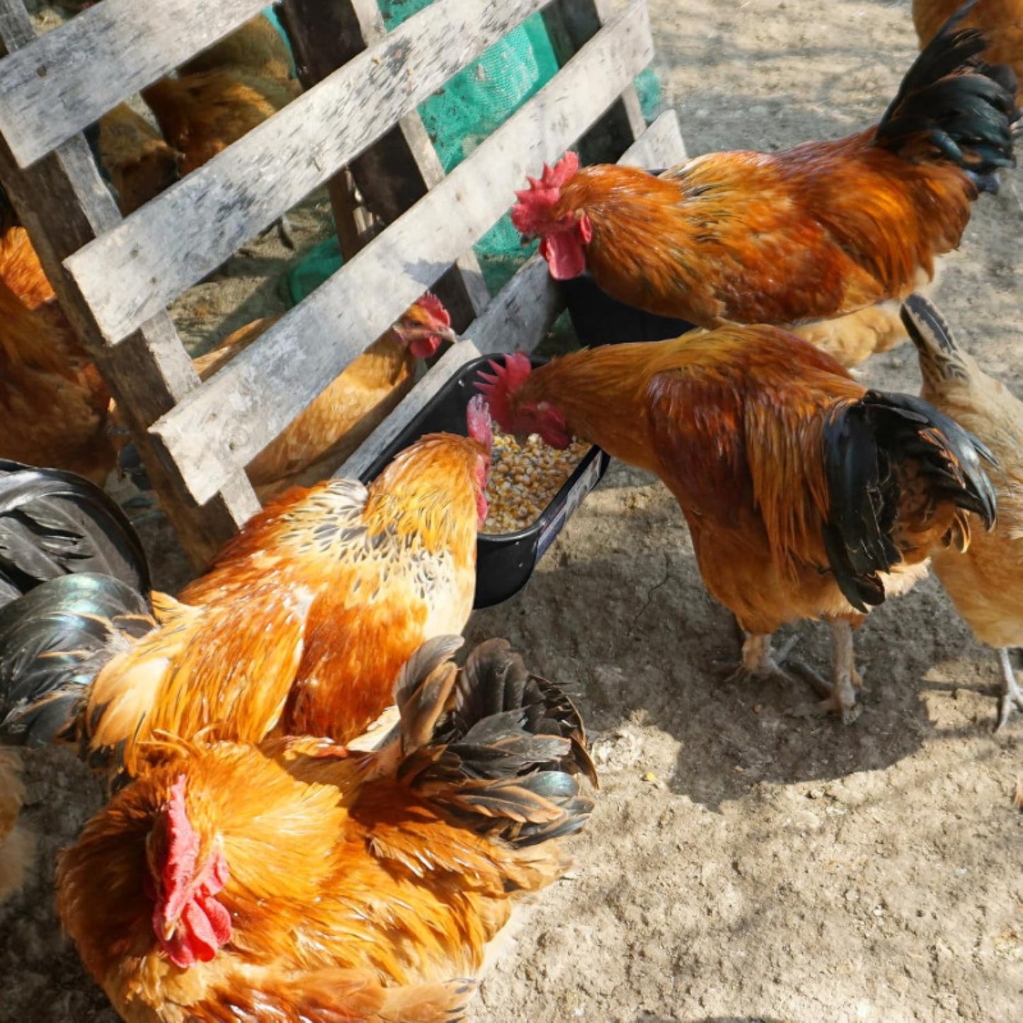 Hanging & Screw-In Poultry & Animal Feeder with Troughs