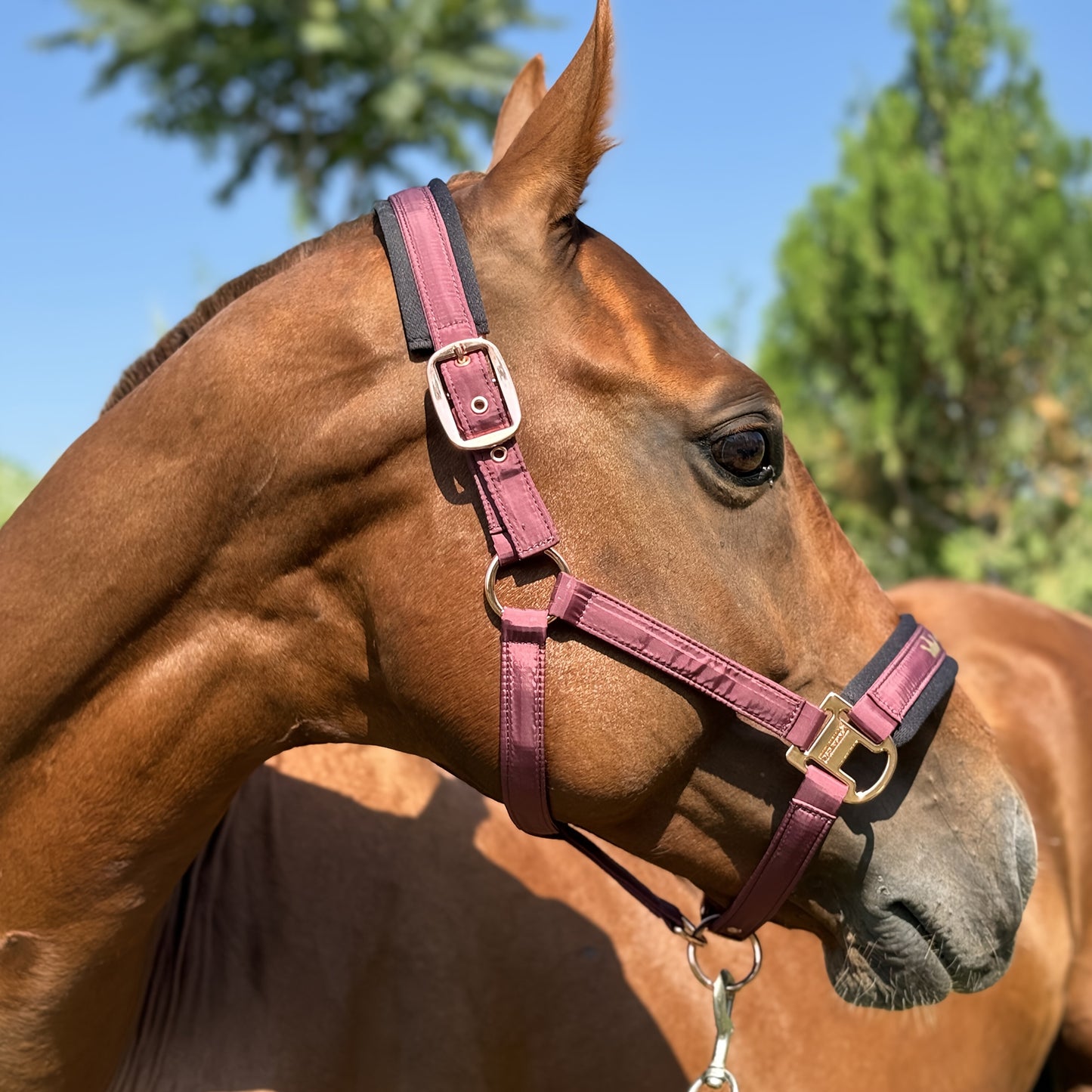 1pc Memory Fabric Horse Halter Durable Soft Equestrian Headgear With Anti Chafe Lining And Rose Golden Buckles Available In Large Medium And Small Sizes Without Battery