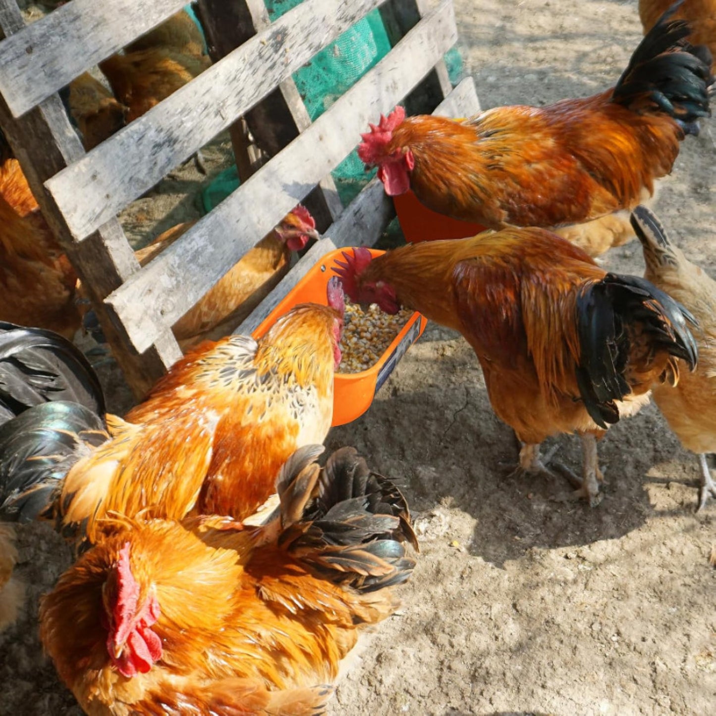 Hanging & Screw-In Poultry & Animal Feeder with Troughs