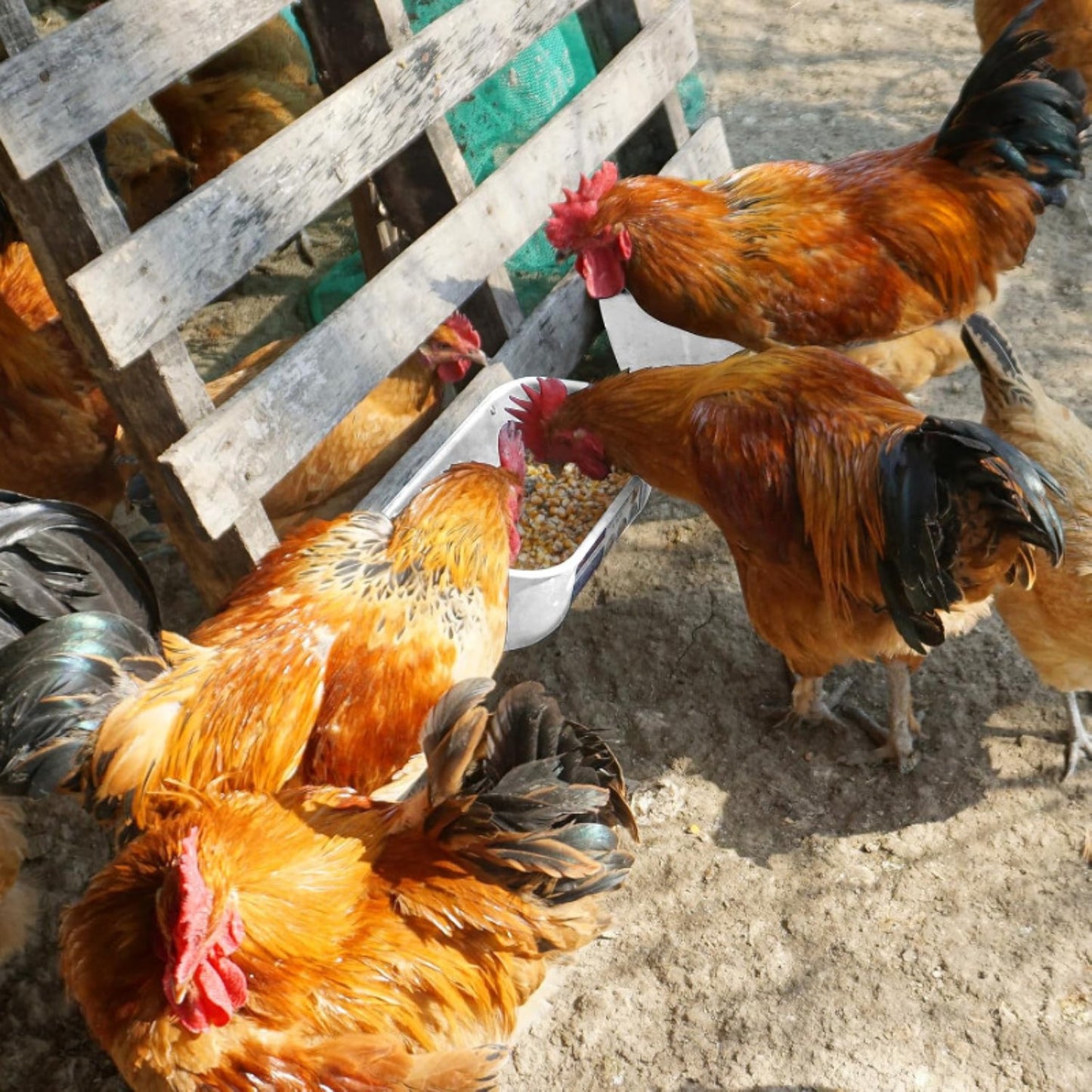 Hanging & Screw-In Poultry & Animal Feeder with Troughs