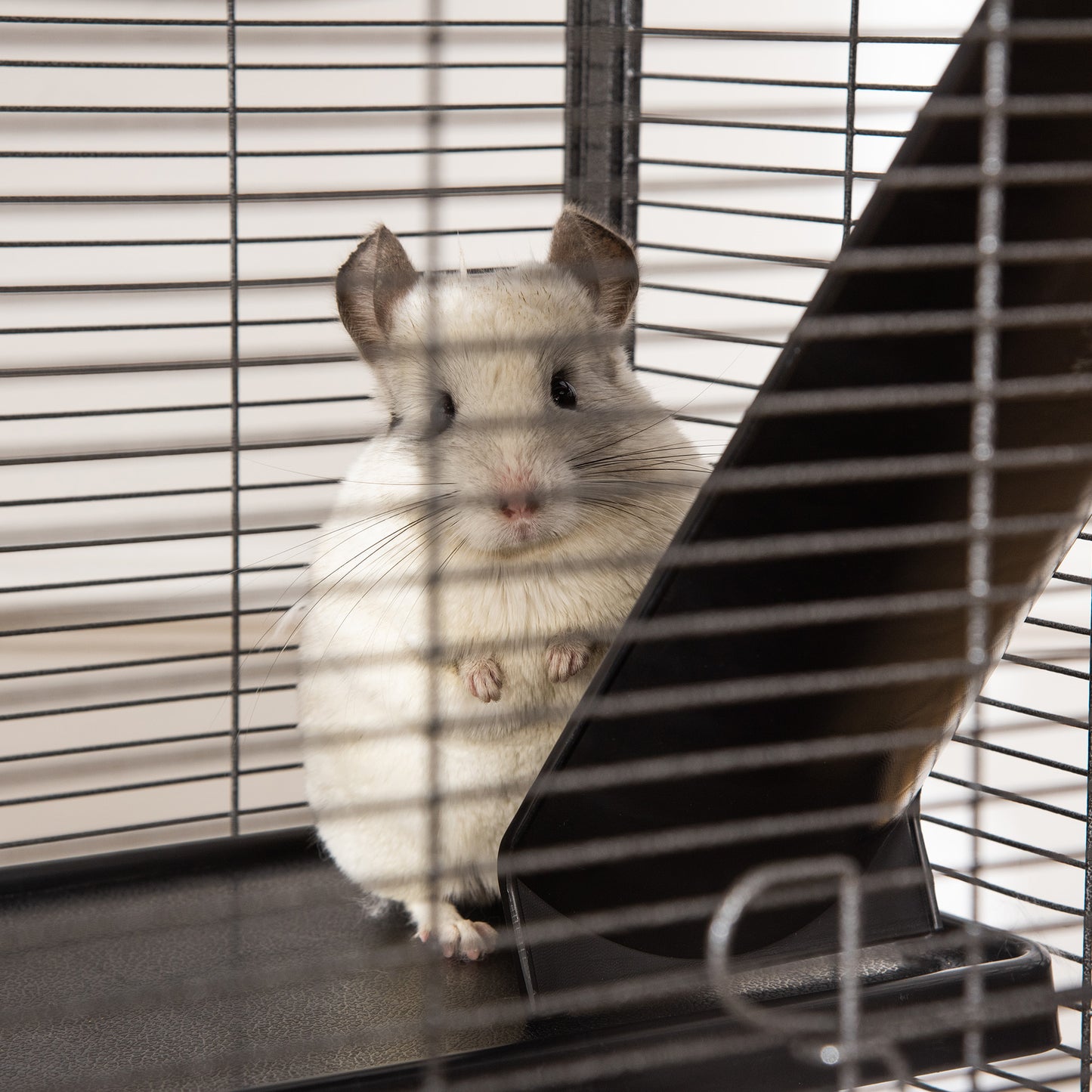 Metal Chinchilla Cage with Hammock & Wheels