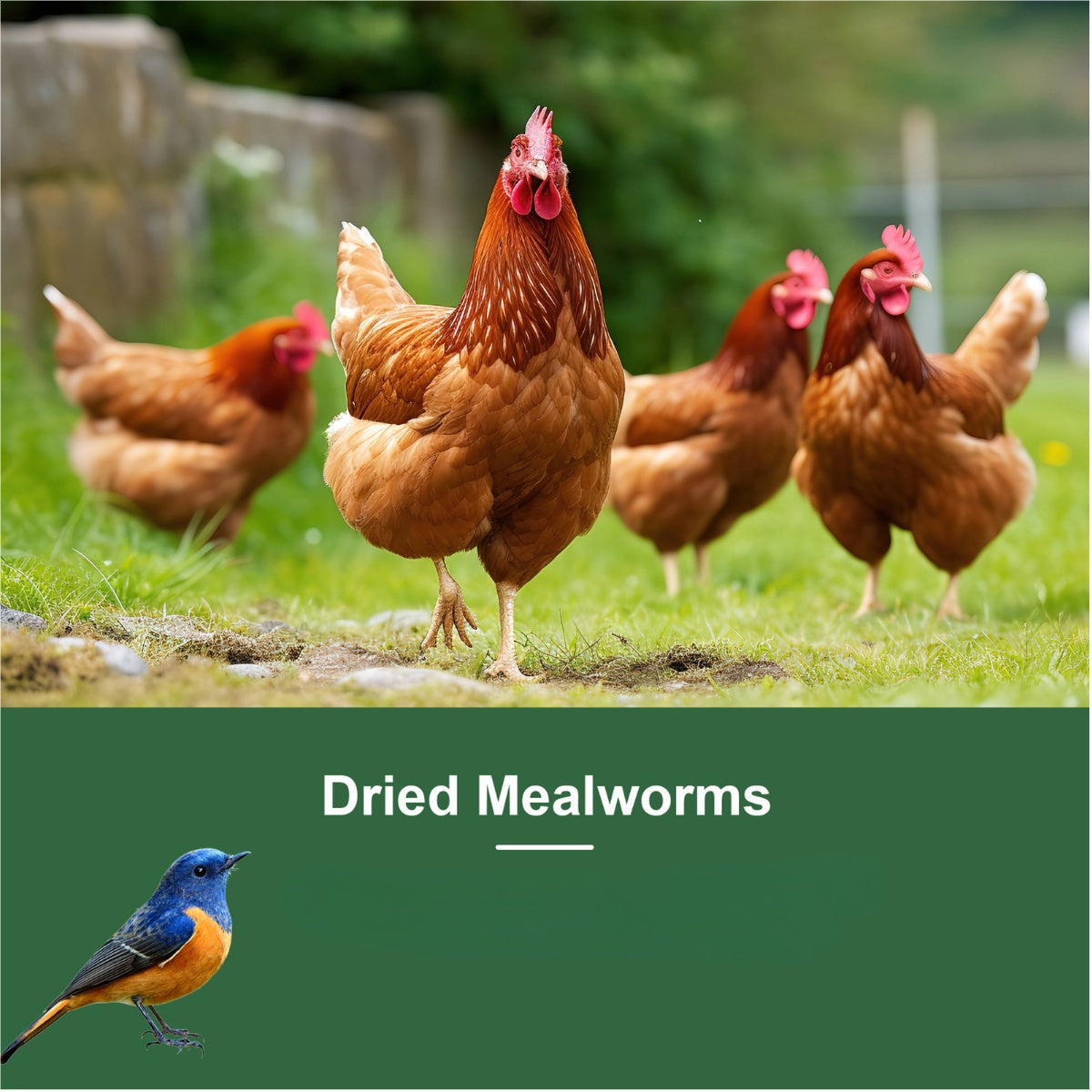 Dried Mealworms Larvae For Chickens Natural High Protein Pet Food Dried Meal Worms For Wild Birds Hens Ducks Turtles Fish Lizards Hamsters Dried Insect Animal Feed