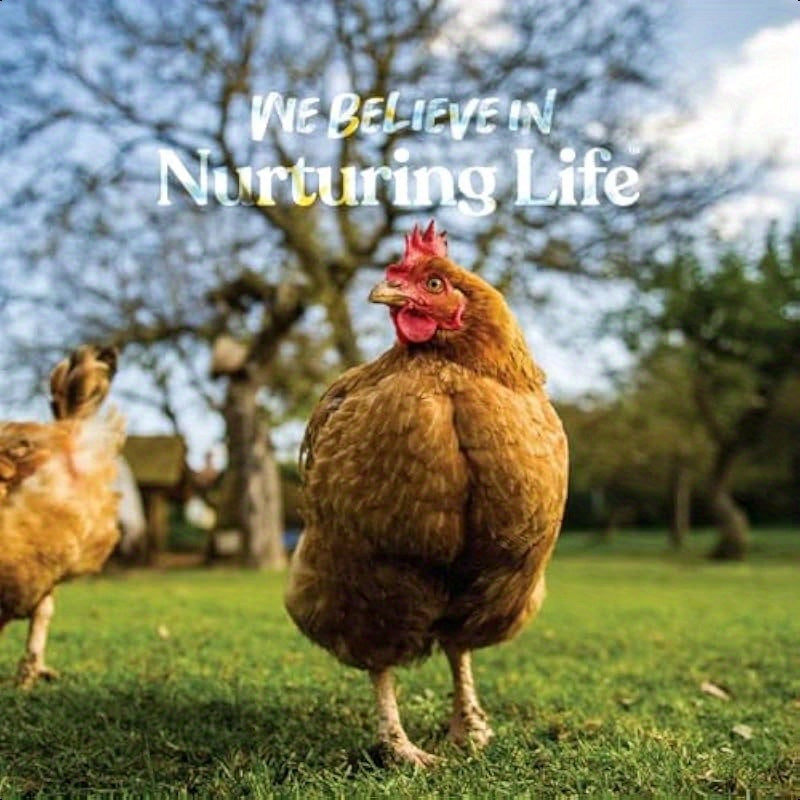Manna Pro 25 Pound Chicken Grit Insoluble Crushed Granite Poultry Grit for Healthy Digestion All Classes of Poultry Chickens Ducks Turkeys Non Abrasive No Preservatives 25 Pound Bag for Backyard Flocks and Small Scale Poultry