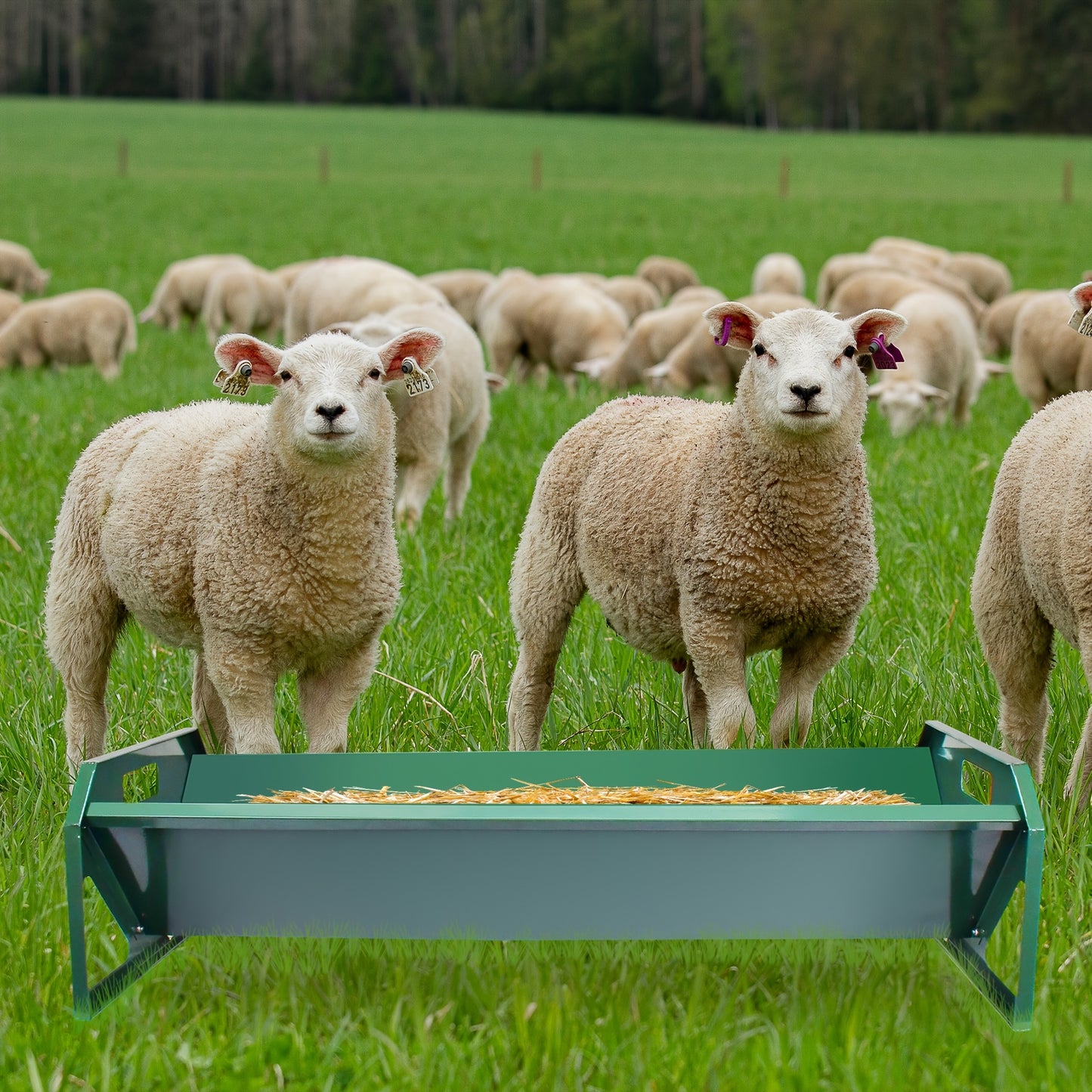45" Heavy-Duty Galvanized Steel Livestock Feeder