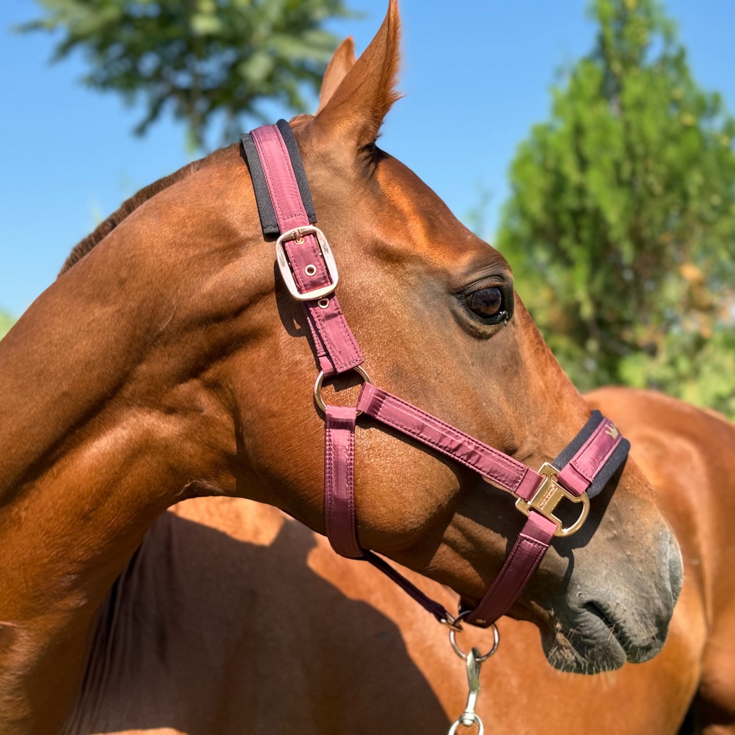 1pc Memory Fabric Horse Halter Durable Soft Equestrian Headgear With Anti Chafe Lining And Rose Golden Buckles Available In Large Medium And Small Sizes Without Battery