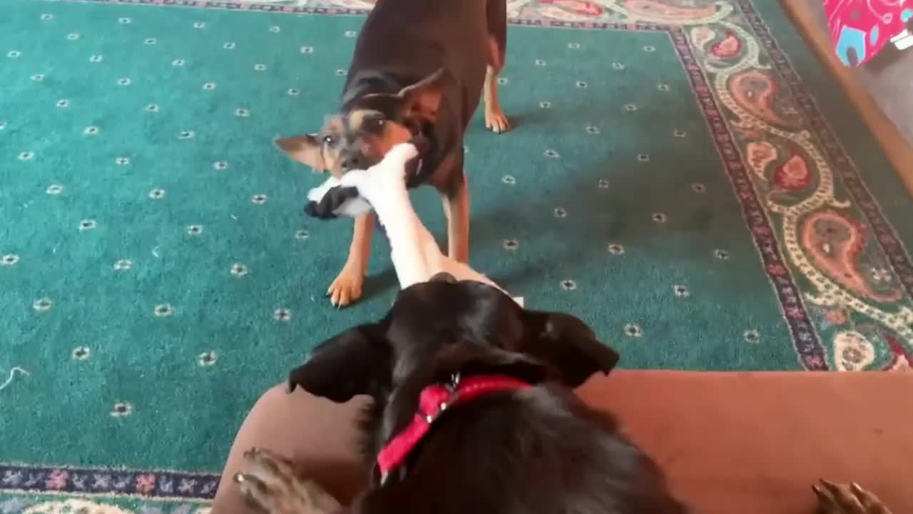 Durable Plush Dog Toys