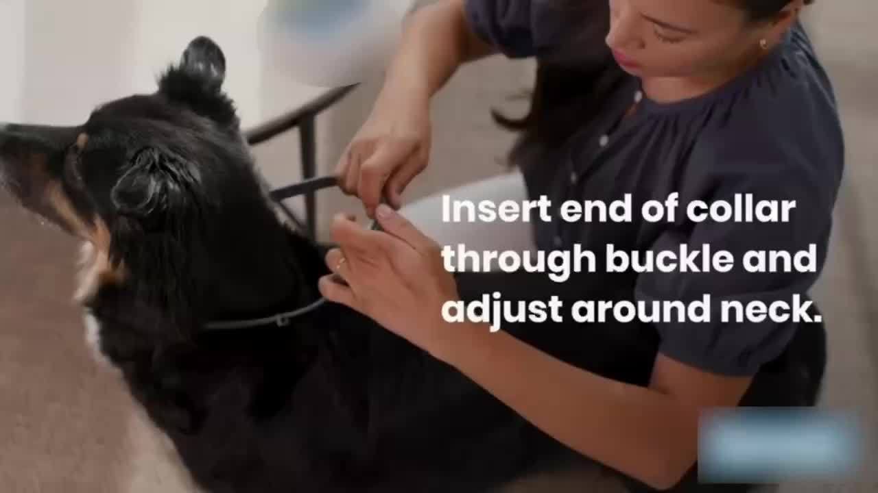 Veterinarian Recommended Dog Collar with Built-in Plant Essence Formula Waterproof Adjustable Length Lasts 12 Months