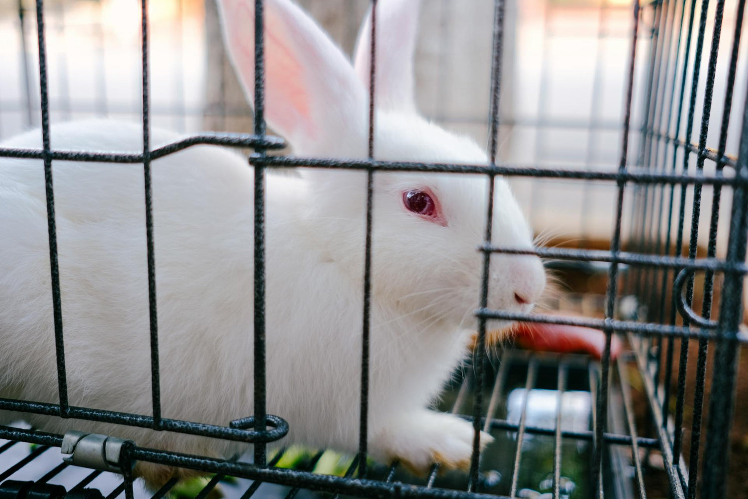 Small Animals