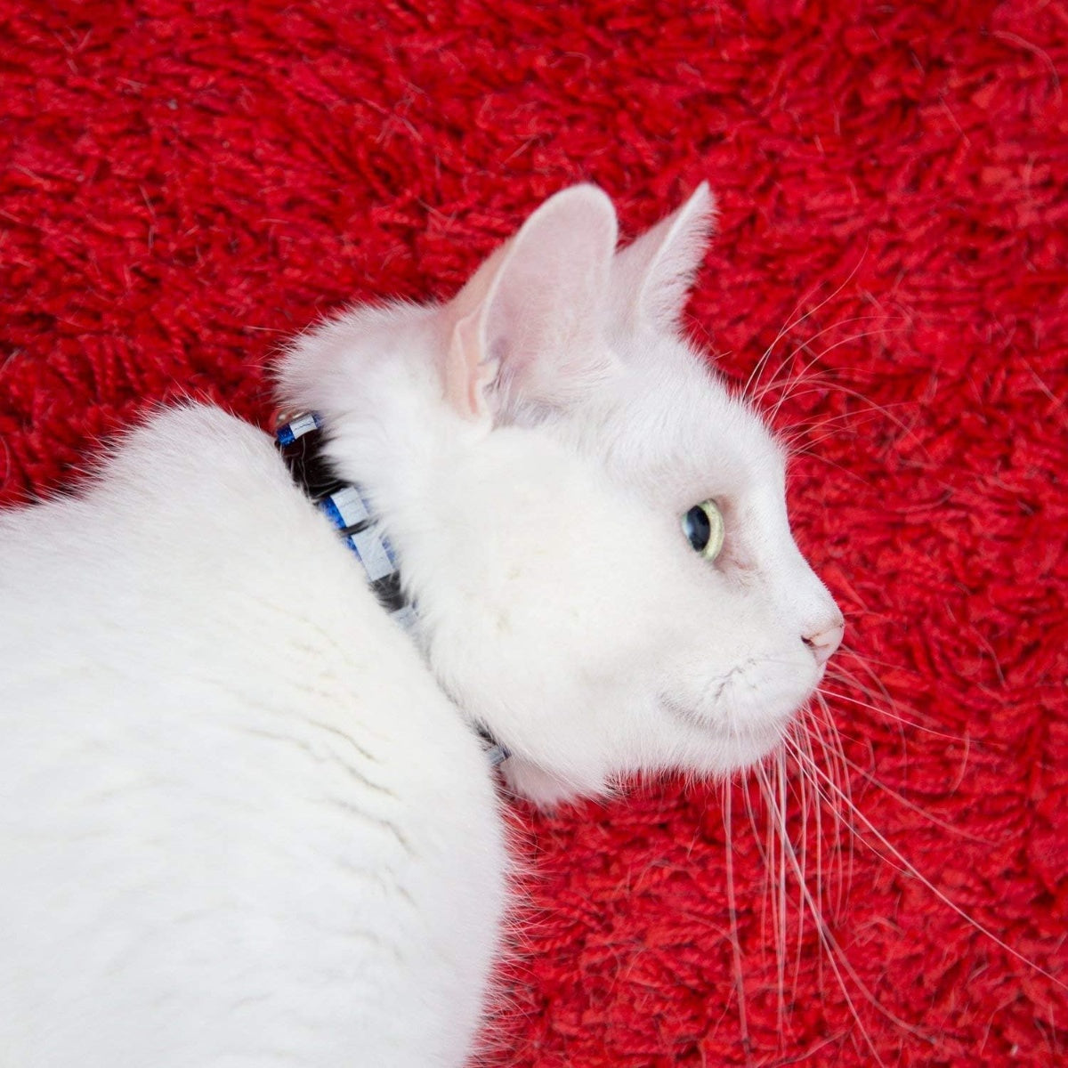 Reflective Cat Collar with Bell Set of 6 Solid and Safe Collars for Cats Nylon Mixed Colors Breakaway Cat Collar Charms