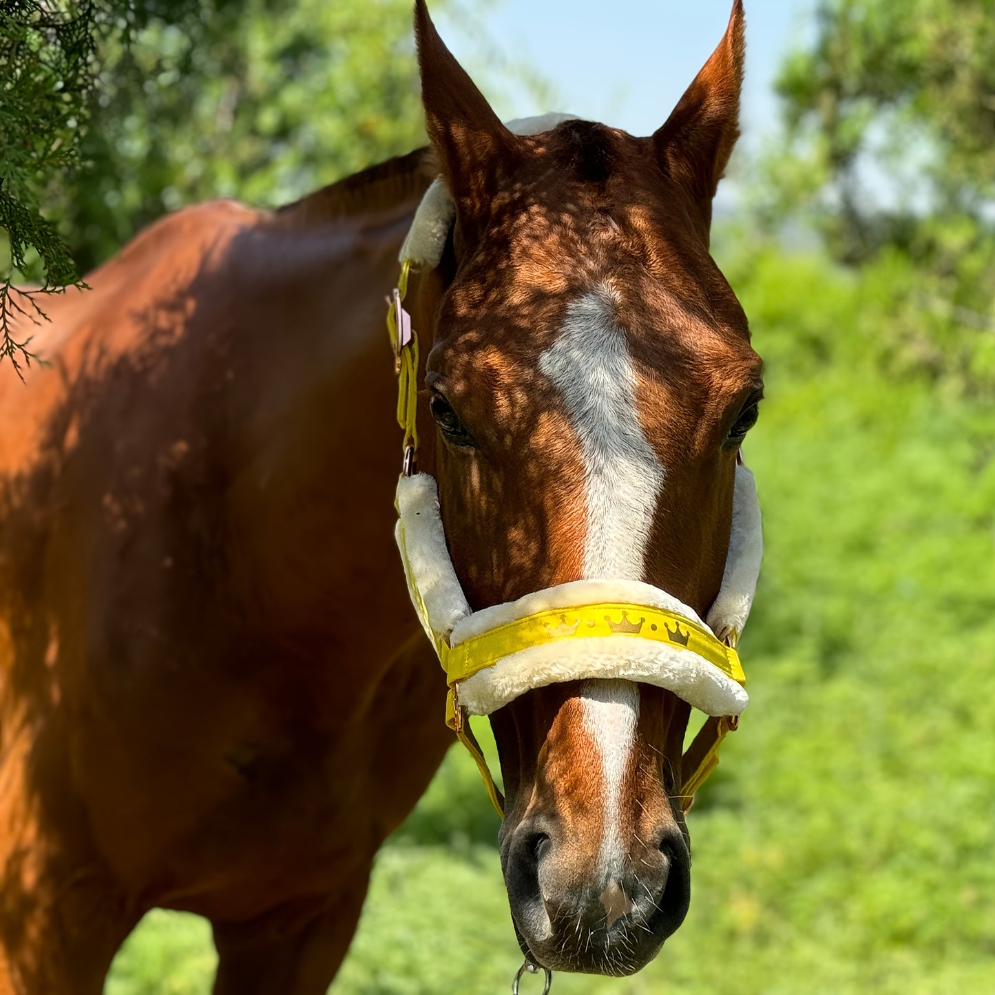 Luxurious Detachable Faux Fur Horse Halter with Glossy Buckle