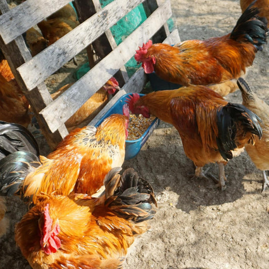 Hanging & Screw-In Poultry & Animal Feeder with Troughs