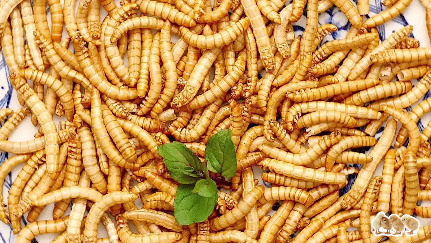 Dried Mealworms Larvae For Chickens Natural High Protein Pet Food Dried Meal Worms For Wild Birds Hens Ducks Turtles Fish Lizards Hamsters Dried Insect Animal Feed